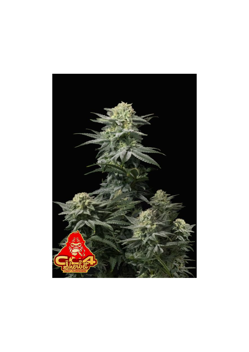 GG4 Sherbet FF, Фасовка: 1